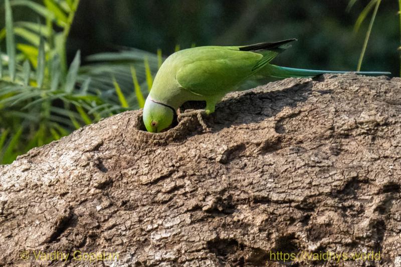 Kaziranga, Rose-ringed Parakreet