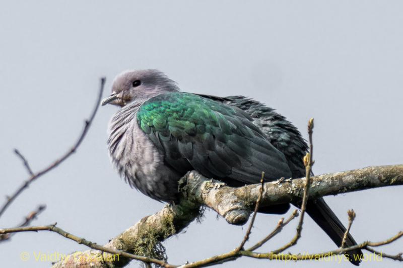 Imperial Green Pigeon, Kaziranga