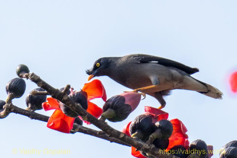 Jungle Myna, Kaziranga