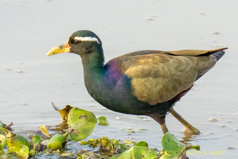 Bronze-winged Jacana, Kaziranga