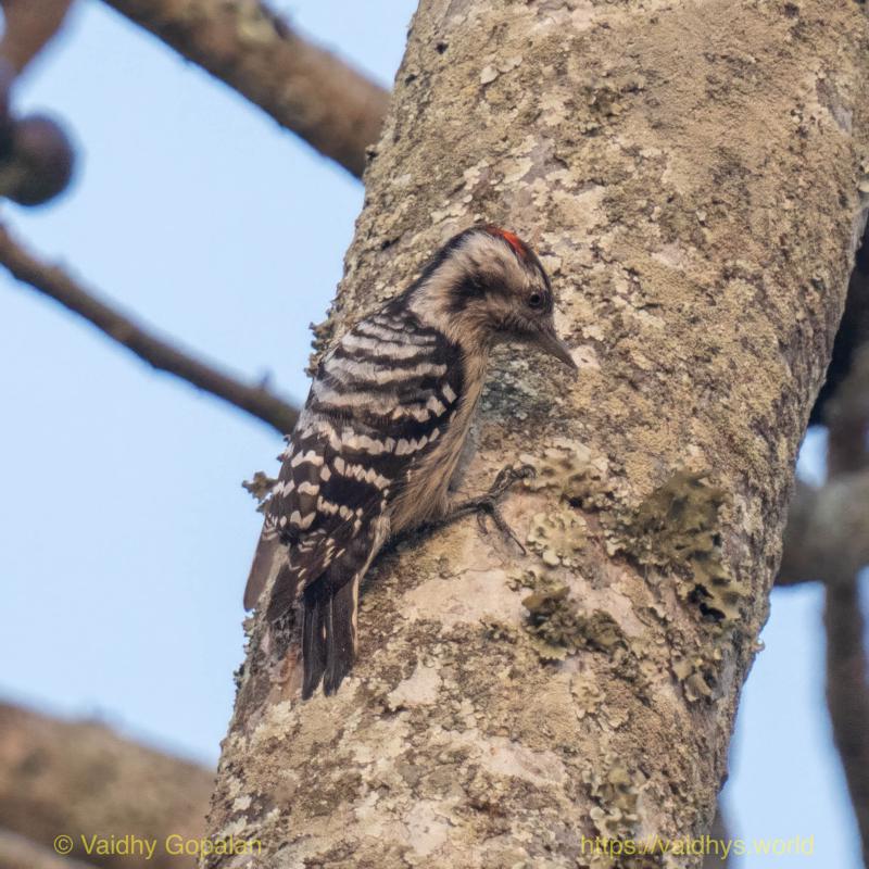 Kaziranga, Pygmy Woodpecker