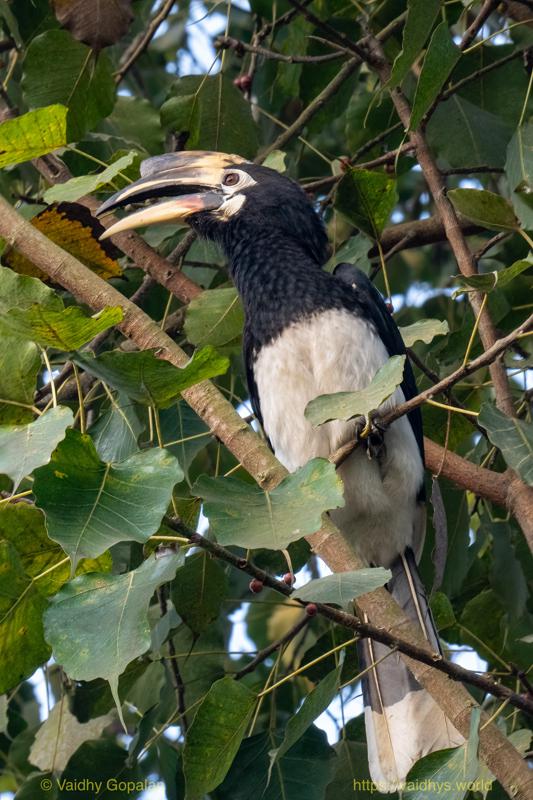 Kaziranga. Malabar Pied Hornbill