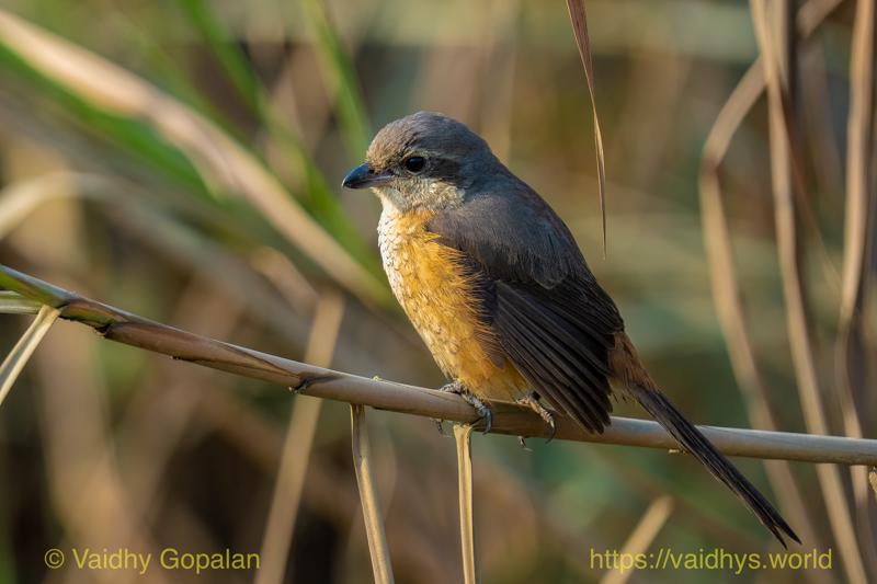Gray-backed Shrike, Kaziranga