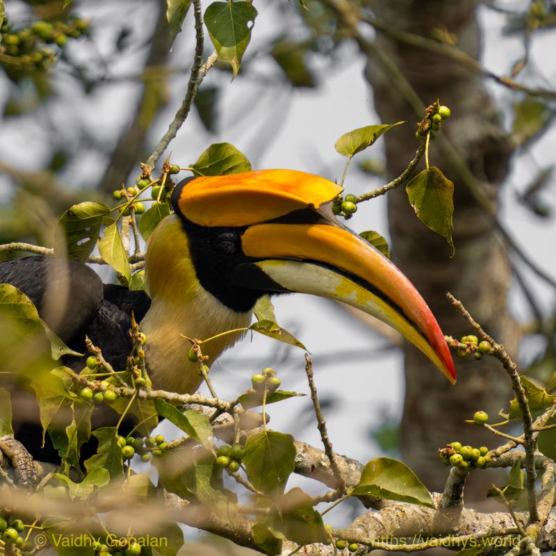 Great Indian Hornbill, Kaziranga