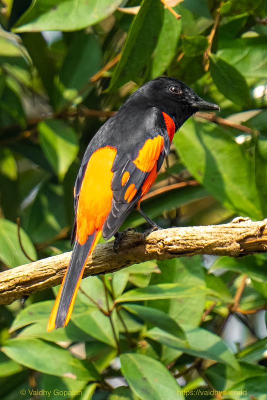Kaziranga, Minivet