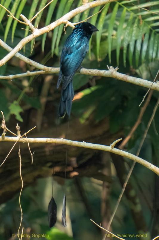 Bracker-tailed Drongo, Kaziranga
