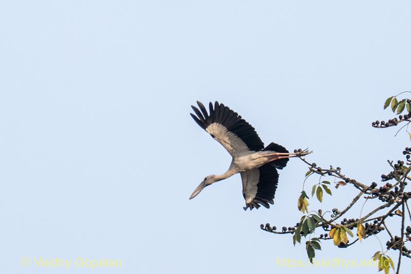 Kaziranga, Open-billed Stork