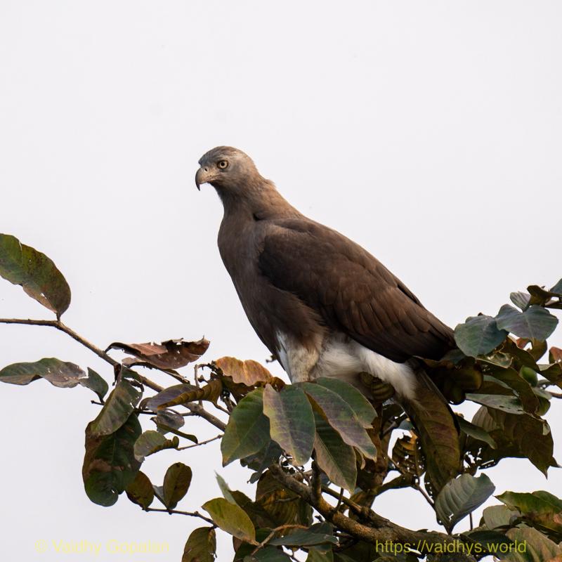 Gray-headed Fish-Eagle, Kaziranga