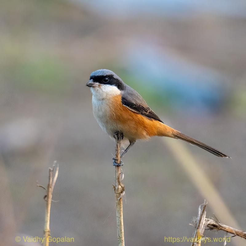 Gray-backed Shrike, Kaziranga