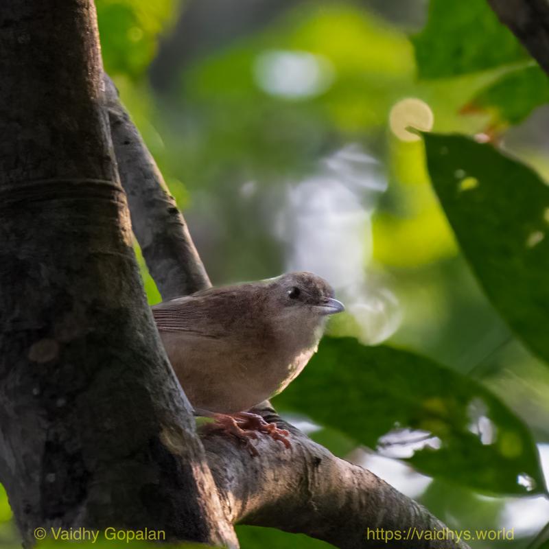 Hollong, Kaziranga, Spot-throated Bsbbler