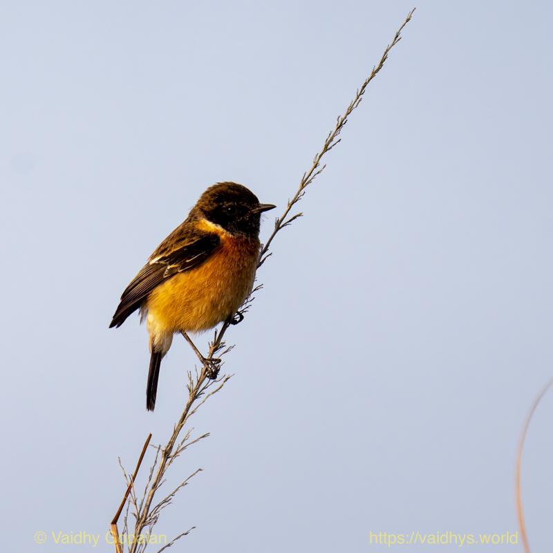Kaziranga, Siberian Stonechat