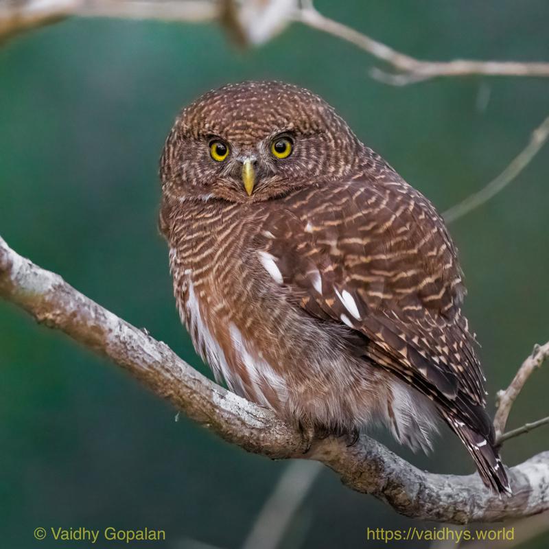 Barred Owlet, Kaziranga