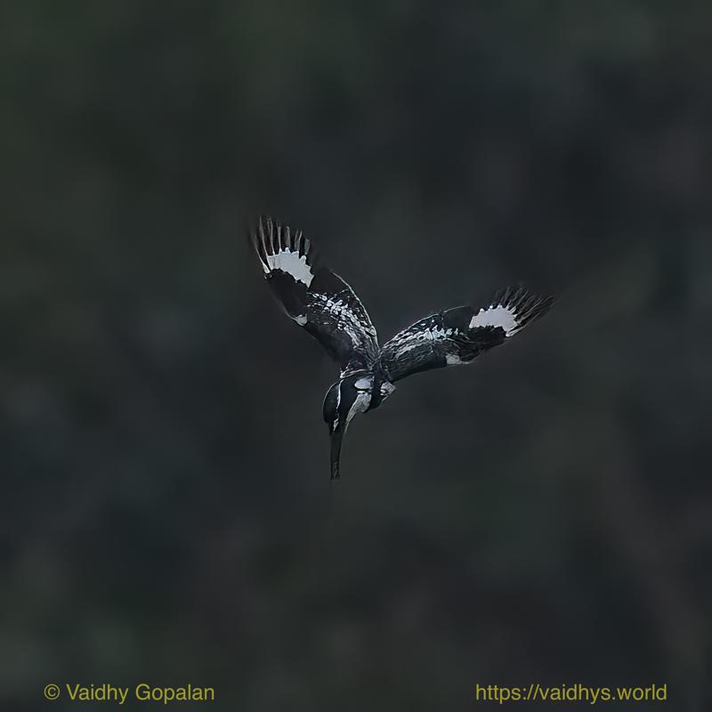 Kaziranga, Pied Kingfisher