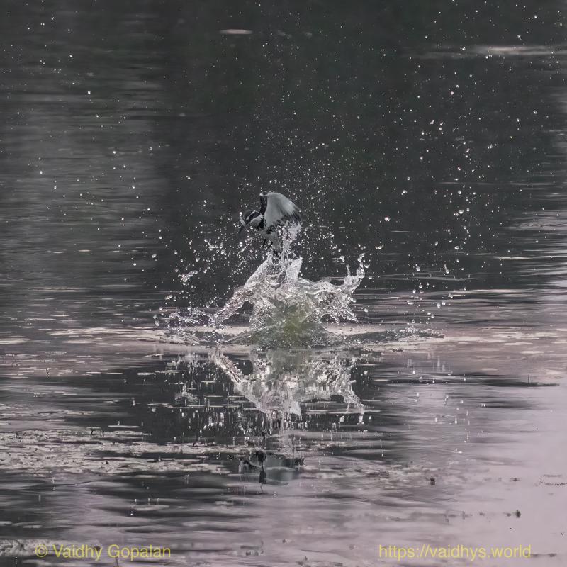Kaziranga, Pied Kingfisher