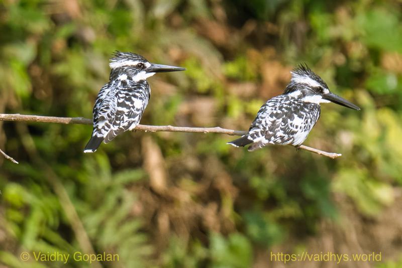 Kaziranga, Pied Kingfisher