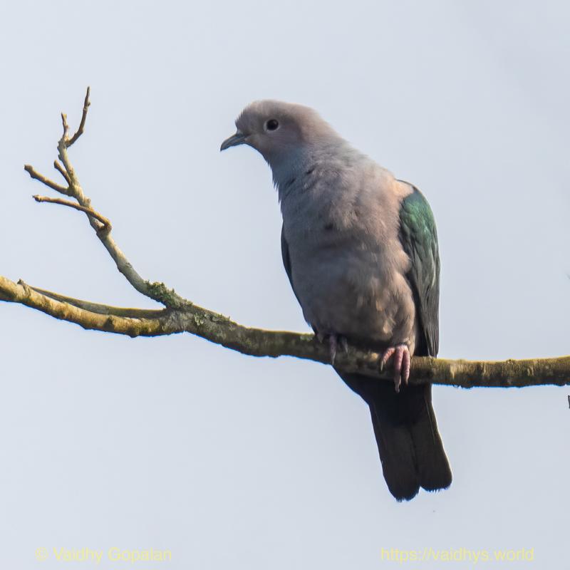Imperial Green Pigeon, Kaziranga