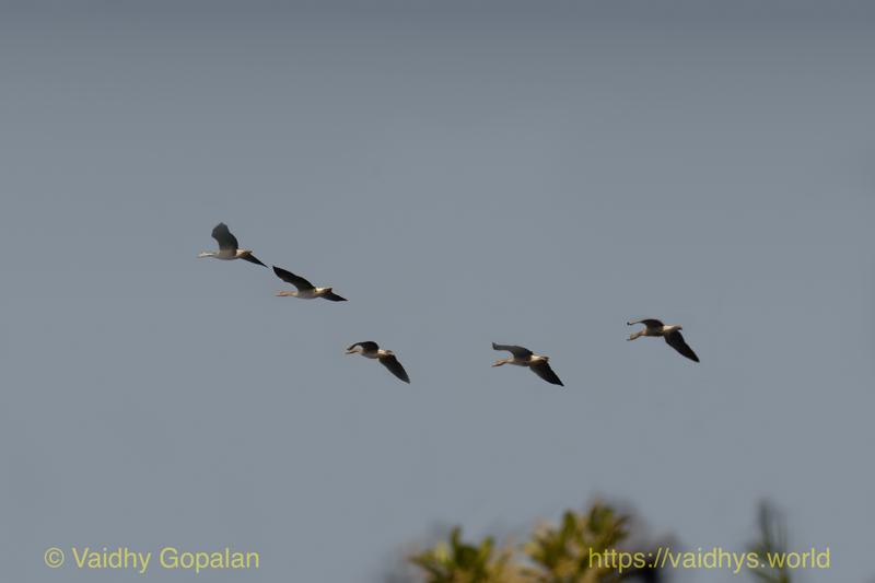 Bar-headed Goose, Kaziranga