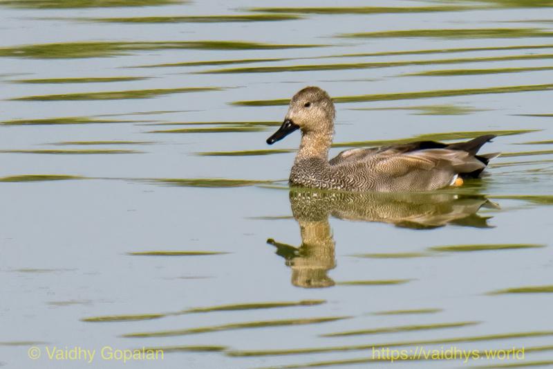 Indian Spot-billed Duck, Kaziranga