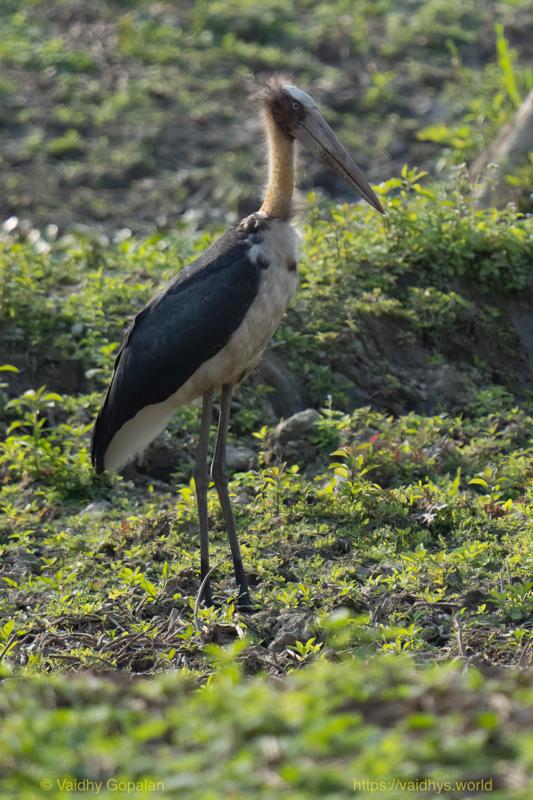 Kaziranga, Lesser Adjutant Stork