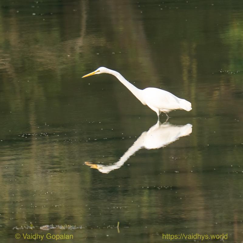 Great Egret, Kaziranga