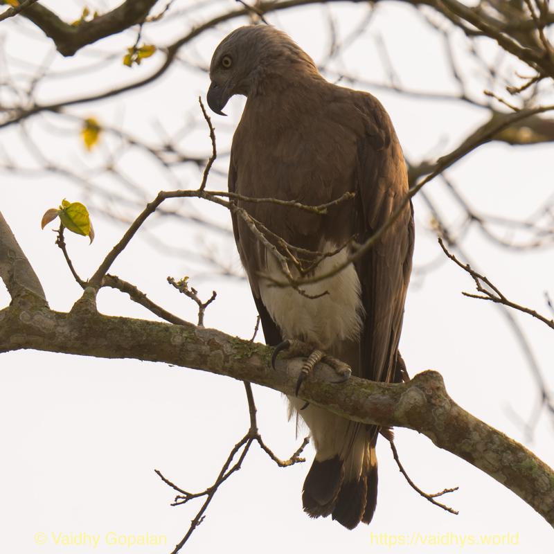 Gray-headed Fish-Eagle, Kaziranga