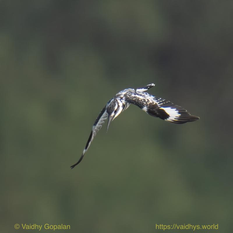 Kaziranga, Pied Kingfisher