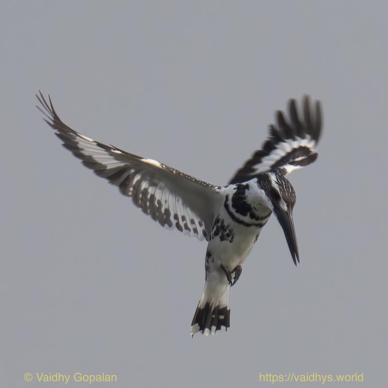 Kaziranga, Pied Kingfisher