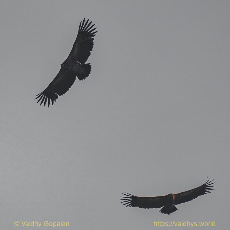 Grffon Vulture, Kaziranga