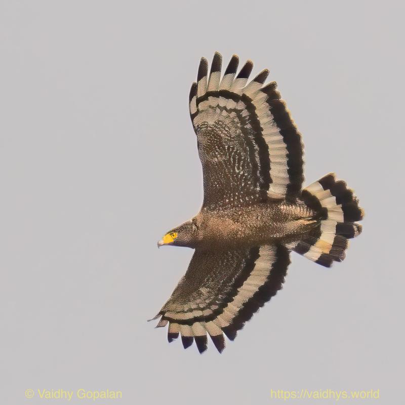 Crested Serpent-Eagle, Kaziranga