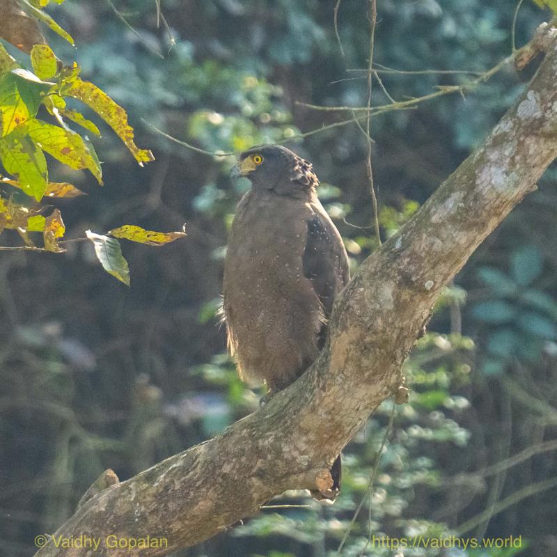 Crested Serpent-Eagle, Kaziranga