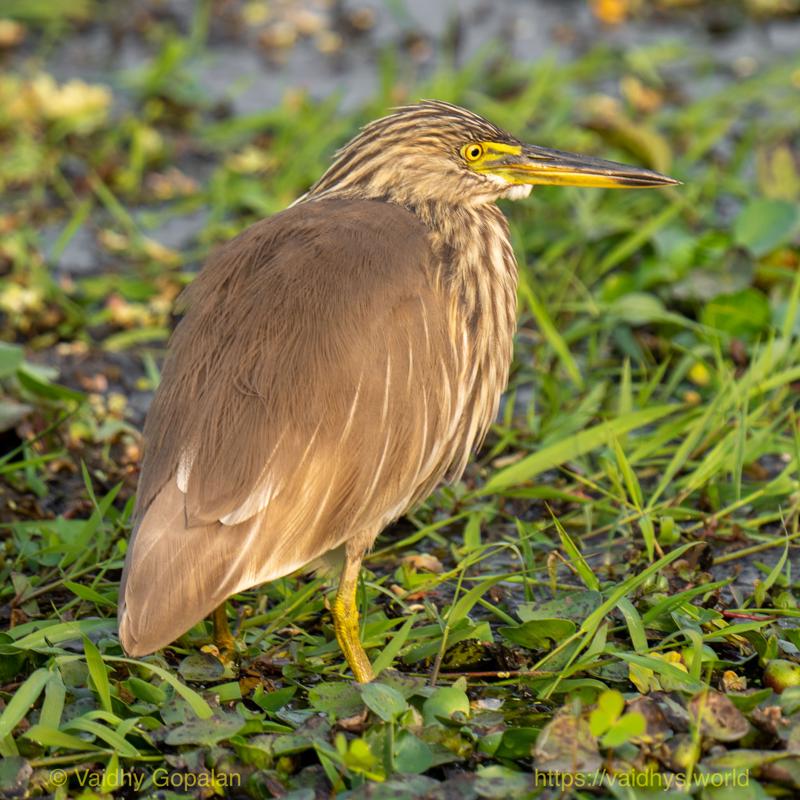 Kaziranga, Pond Heron
