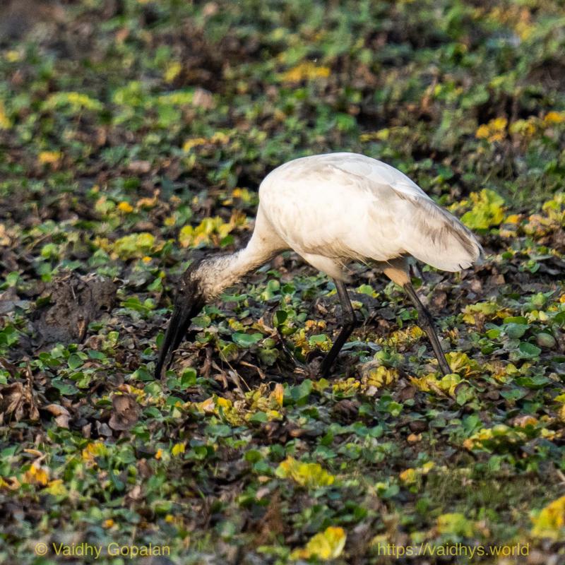 Black-headed Ibis, Kaziranga
