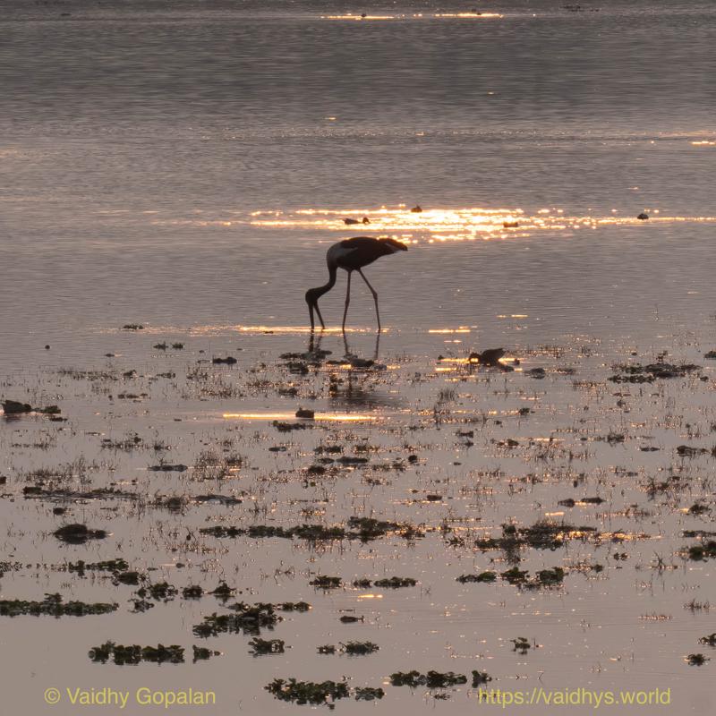 Black-necked Stork, Kaziranga