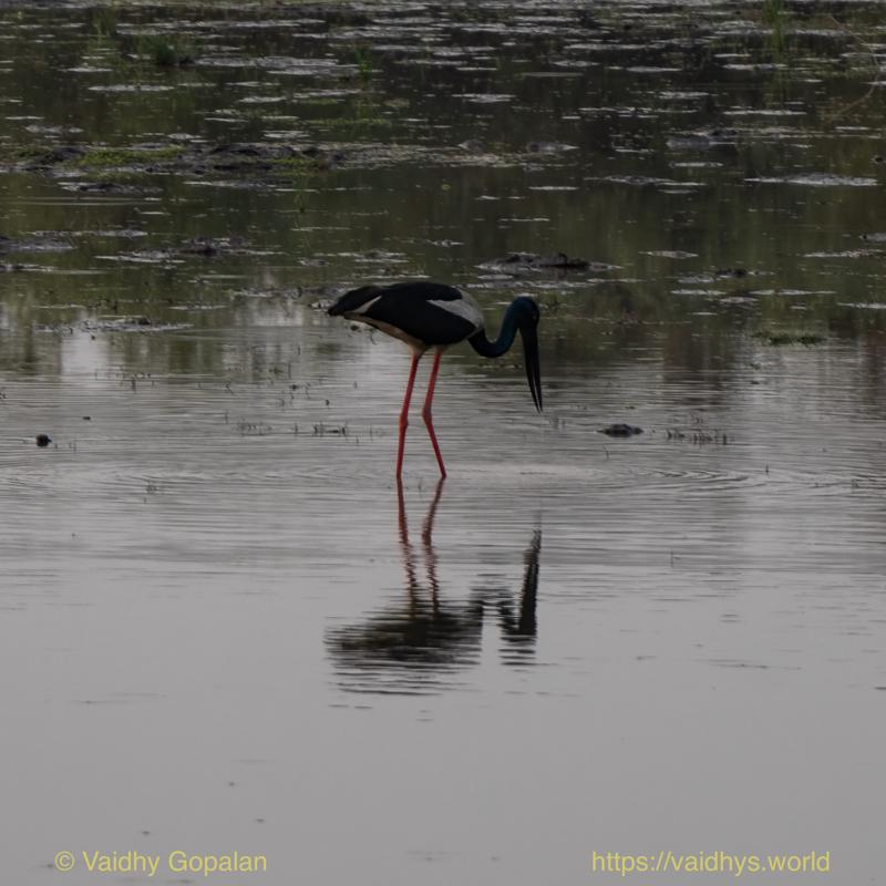 Black-necked Stork, Kaziranga