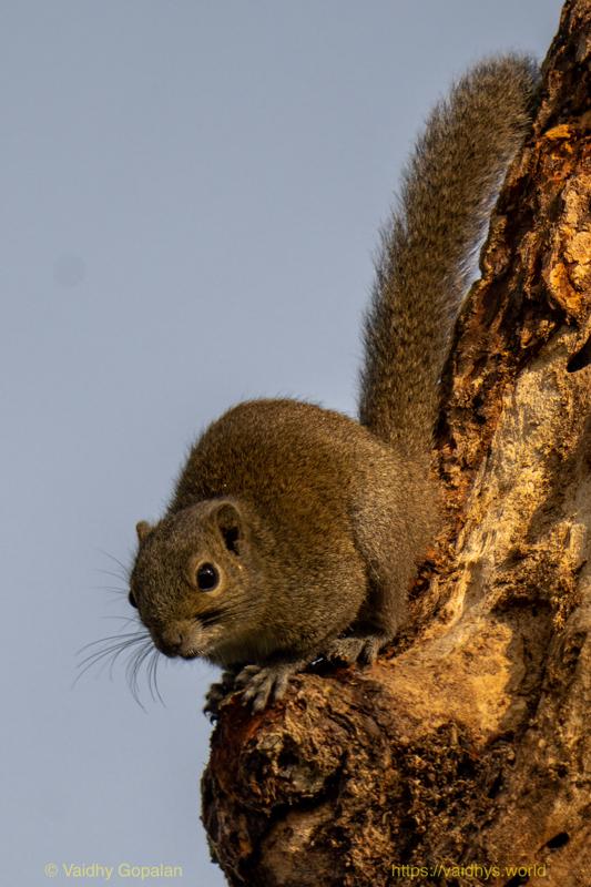 Kaziranga, Squirrel