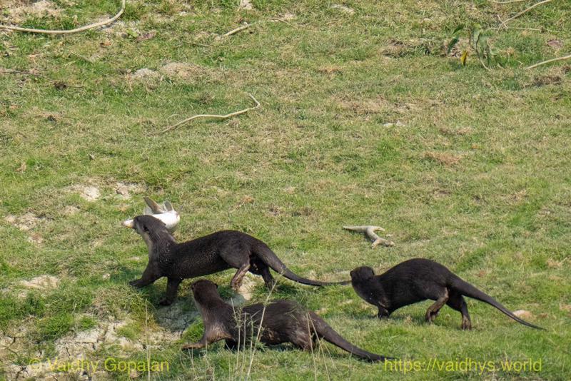 Kaziranga, Smooth-coated River Otter