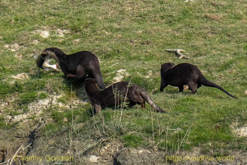 Kaziranga, Smooth-coated River Otter