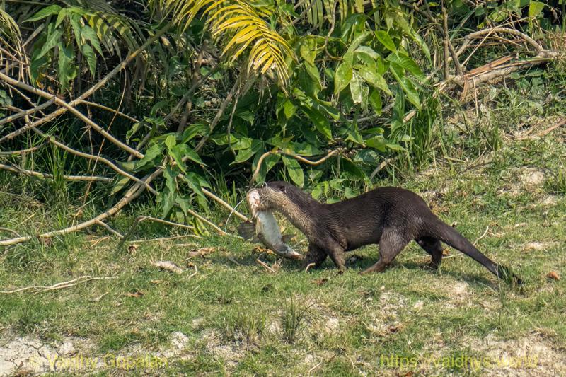 Kaziranga, Smooth-coated River Otter
