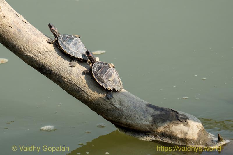 Kaziranga, Terrapin