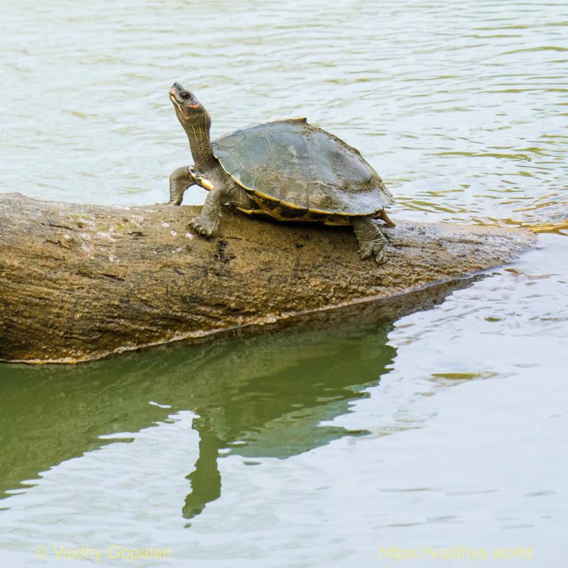 Kaziranga, Terrapin
