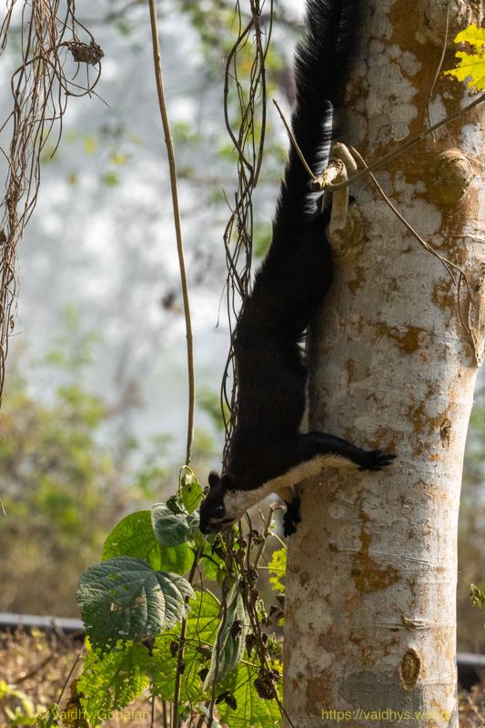 Hollong, Kaziranga, Malay Giant Squirrel