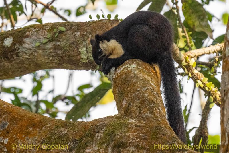 Hollong, Kaziranga, Malay Giant Squirrel