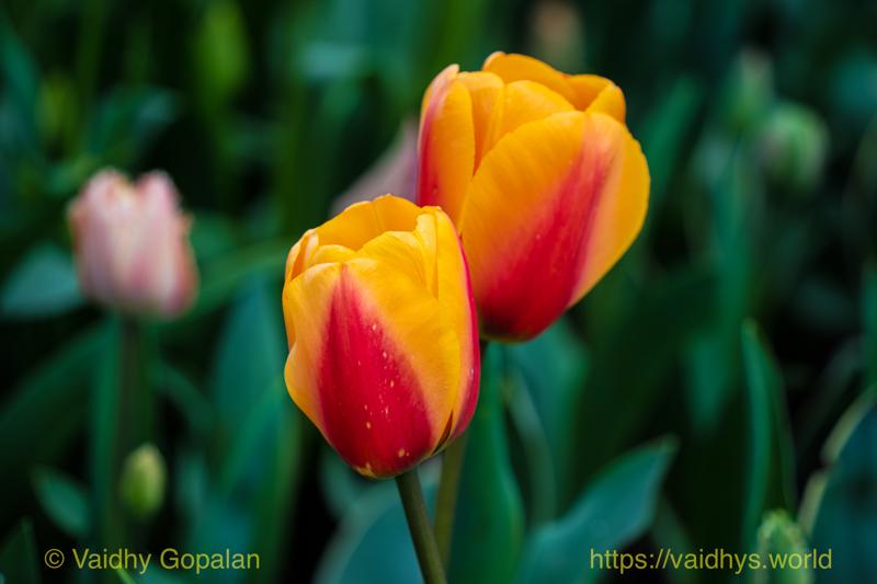 Roozengaarde tulip