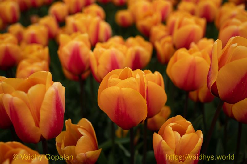 Roozengaarde tulip