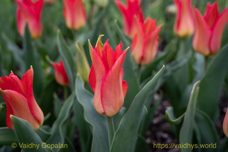 Roozengaarde tulip