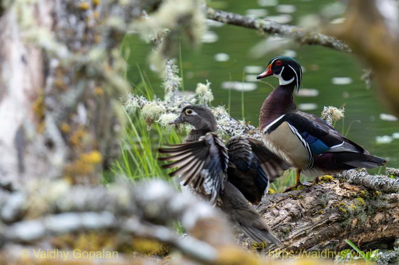 Wood Duck, nisqually wildlife refugee