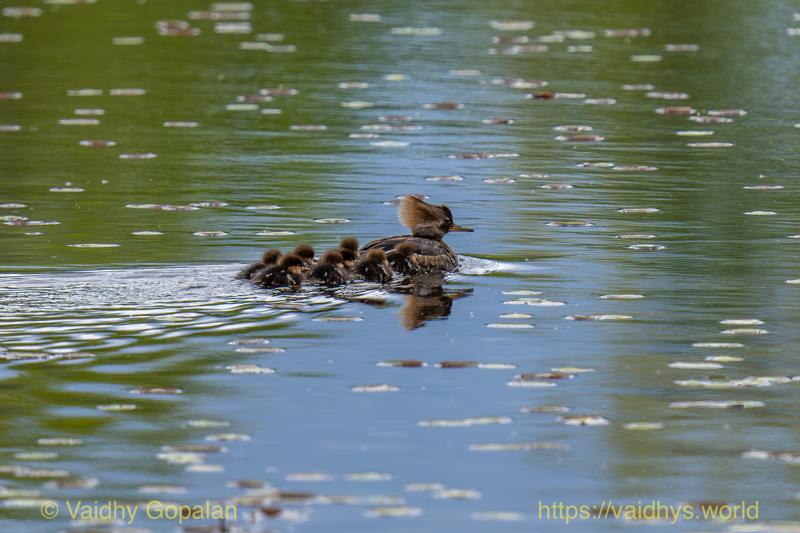 Hooded Merganser, nisqually wildlife refugee