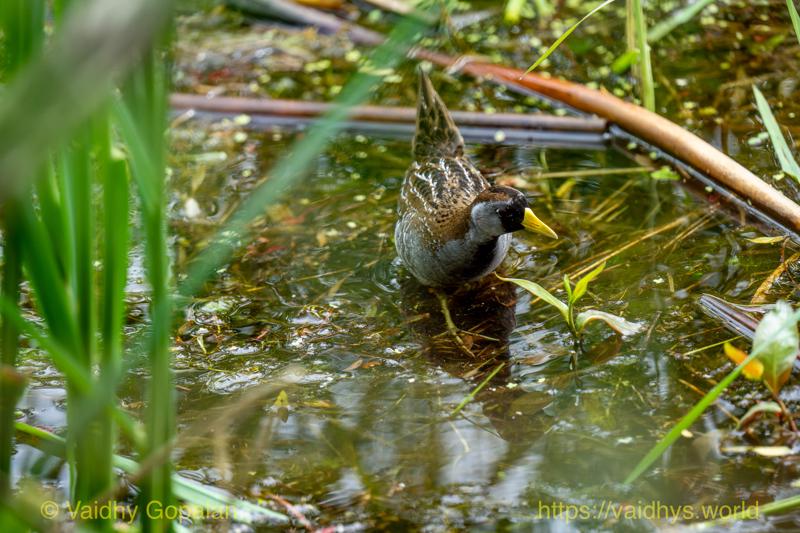 Sora, nisqually wildlife refugee