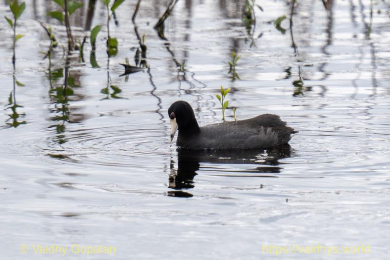 American Coot, nisqually wildlife refugee
