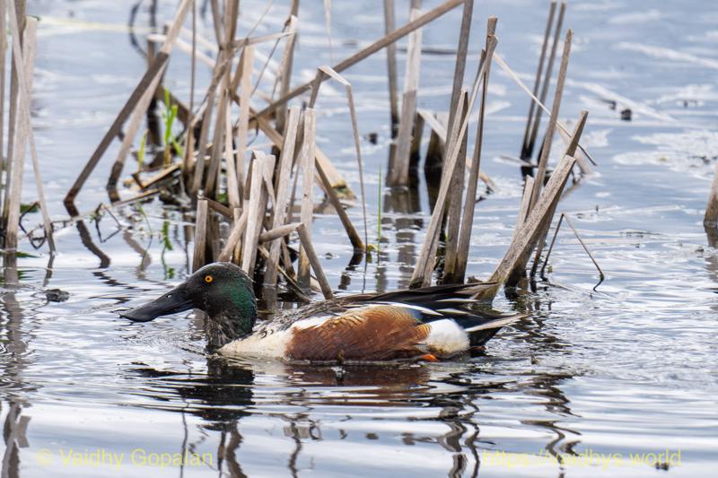 Northern Shoveler, nisqually wildlife refugee